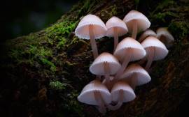 Fungi: The Web of Life